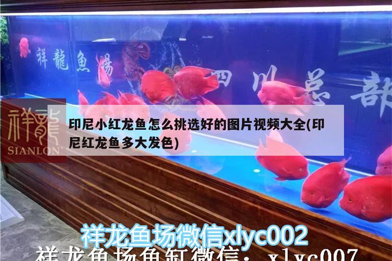 印尼小紅龍魚怎么挑選好的圖片視頻大全(印尼紅龍魚多大發(fā)色)