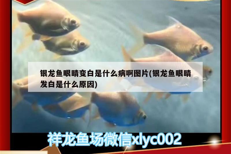 銀龍魚眼睛變白是什么病啊圖片(銀龍魚眼睛發(fā)白是什么原因) 銀龍魚百科