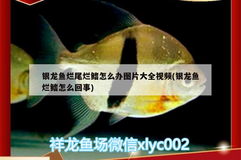 銀龍魚爛尾爛鰭怎么辦圖片大全視頻(銀龍魚爛鰭怎么回事)