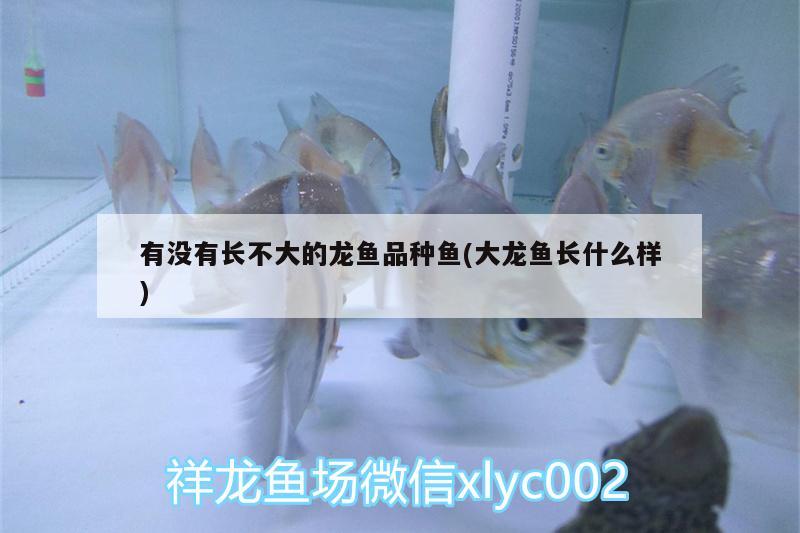 有沒有長不大的龍魚品種魚(大龍魚長什么樣) 白子銀版魚苗