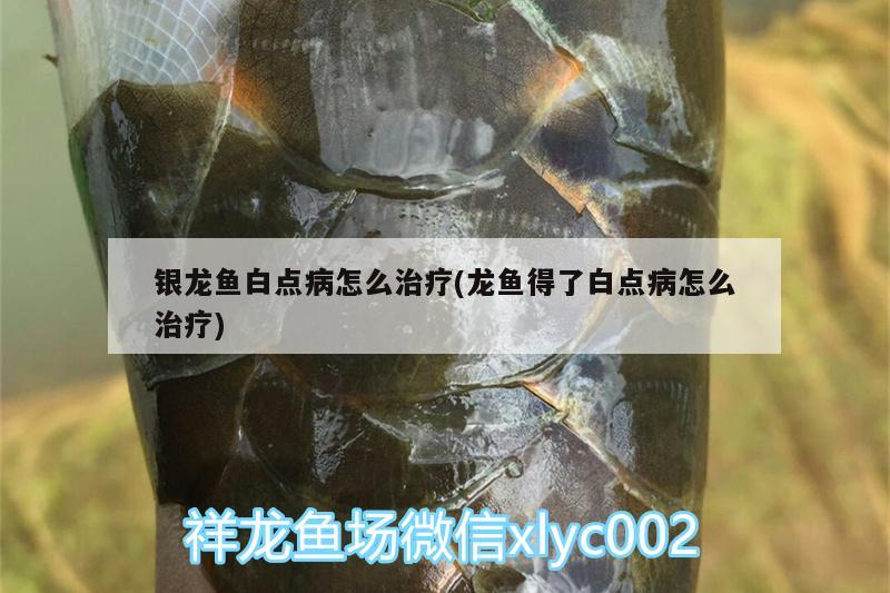 銀龍魚白點病怎么治療(龍魚得了白點病怎么治療) 銀龍魚百科