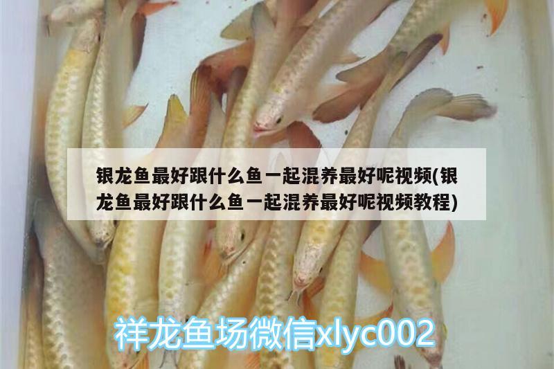 銀龍魚最好跟什么魚一起混養(yǎng)最好呢視頻(銀龍魚最好跟什么魚一起混養(yǎng)最好呢視頻教程) 銀龍魚百科