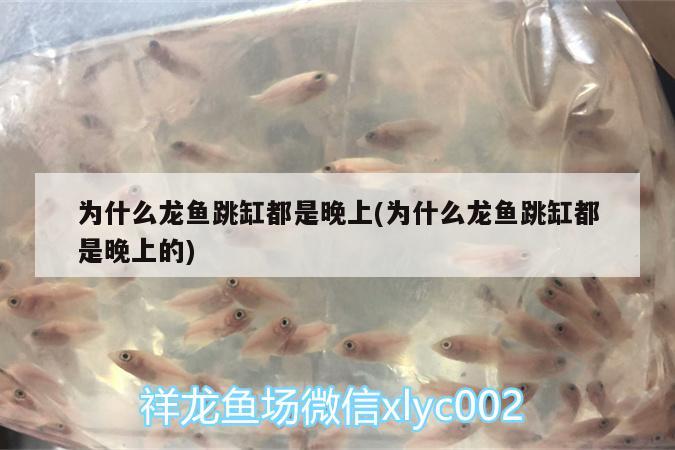 為什么龍魚跳缸都是晚上(為什么龍魚跳缸都是晚上的)