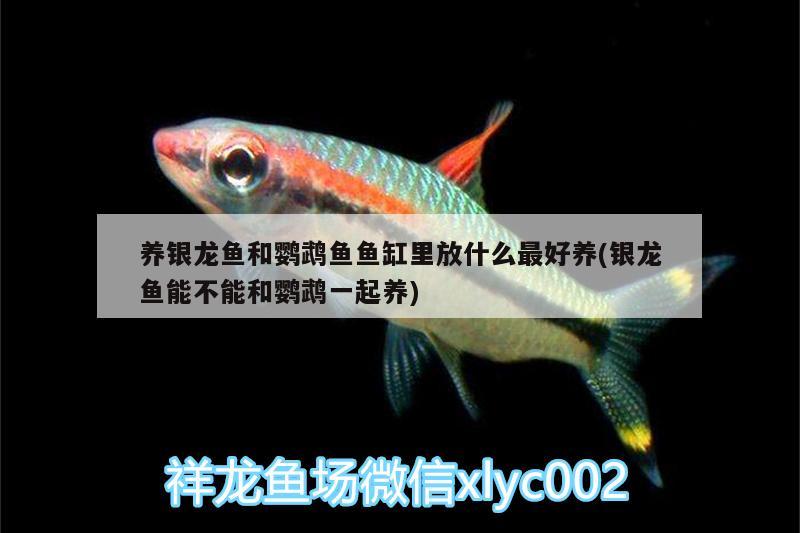 養(yǎng)銀龍魚(yú)和鸚鵡魚(yú)魚(yú)缸里放什么最好養(yǎng)(銀龍魚(yú)能不能和鸚鵡一起養(yǎng)) 鸚鵡魚(yú)