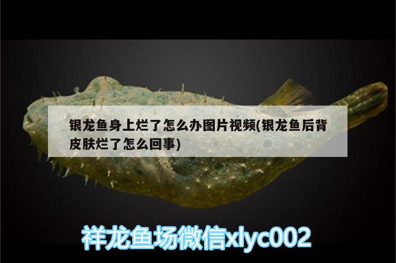 銀龍魚身上爛了怎么辦圖片視頻(銀龍魚后背皮膚爛了怎么回事) 銀龍魚