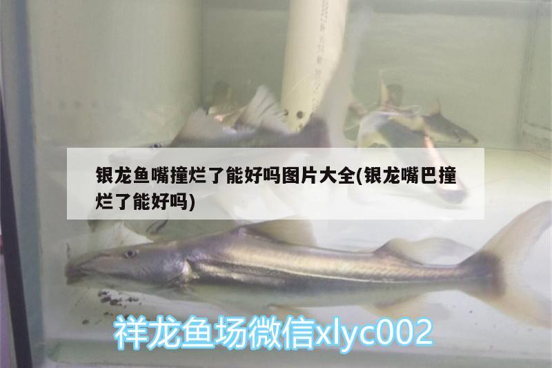 銀龍魚嘴撞爛了能好嗎圖片大全(銀龍嘴巴撞爛了能好嗎)