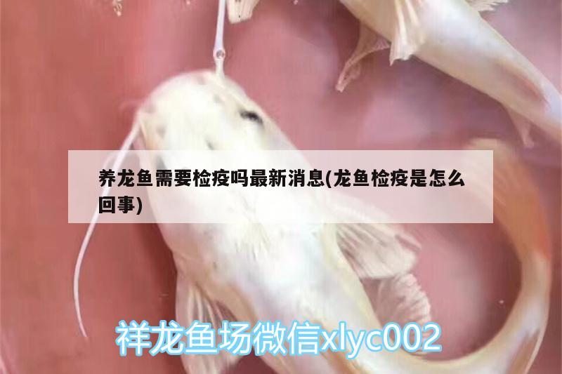 養(yǎng)龍魚需要檢疫嗎最新消息(龍魚檢疫是怎么回事)