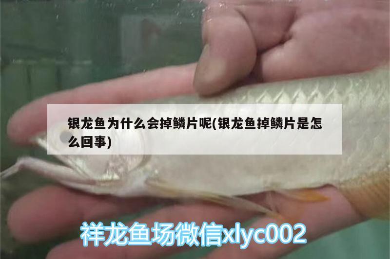 銀龍魚為什么會掉鱗片呢(銀龍魚掉鱗片是怎么回事) 銀龍魚