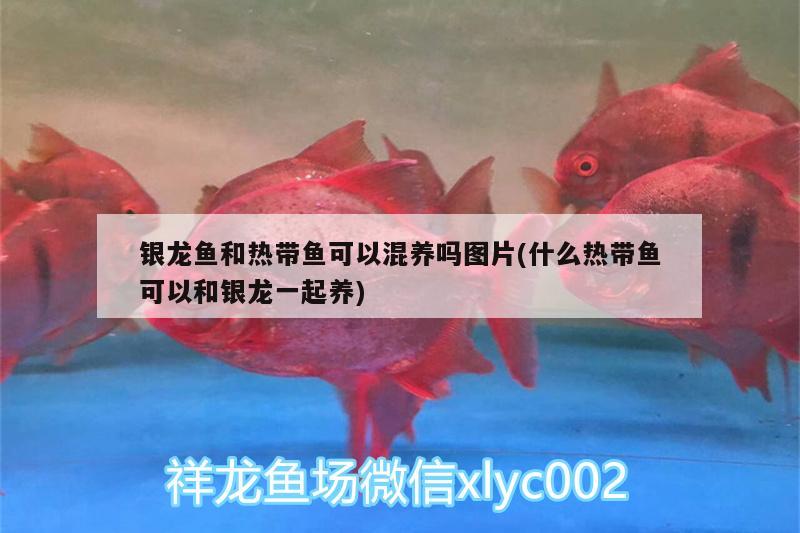 銀龍魚和熱帶魚可以混養(yǎng)嗎圖片(什么熱帶魚可以和銀龍一起養(yǎng)) 銀龍魚