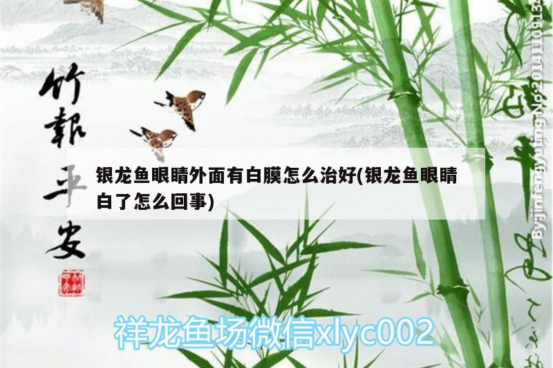 銀龍魚眼睛外面有白膜怎么治好(銀龍魚眼睛白了怎么回事) 銀龍魚