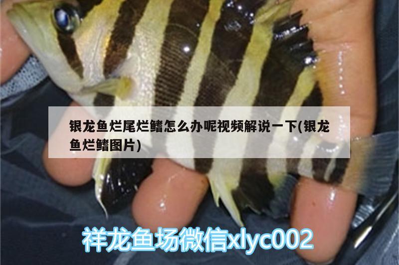 銀龍魚爛尾爛鰭怎么辦呢視頻解說一下(銀龍魚爛鰭圖片) 銀龍魚百科