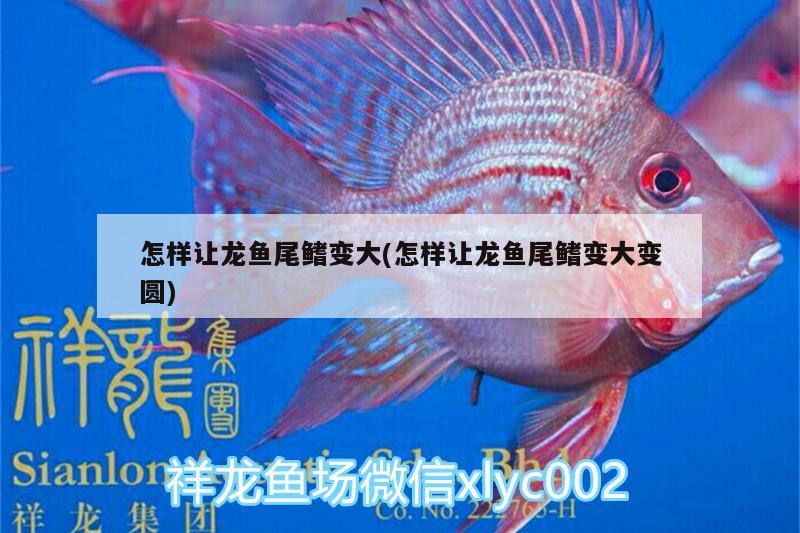 怎樣讓龍魚尾鰭變大(怎樣讓龍魚尾鰭變大變圓)