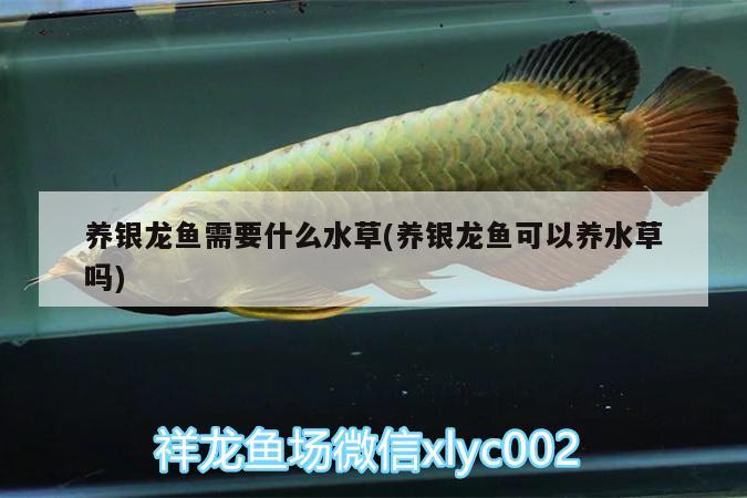 養(yǎng)銀龍魚需要什么水草(養(yǎng)銀龍魚可以養(yǎng)水草嗎)