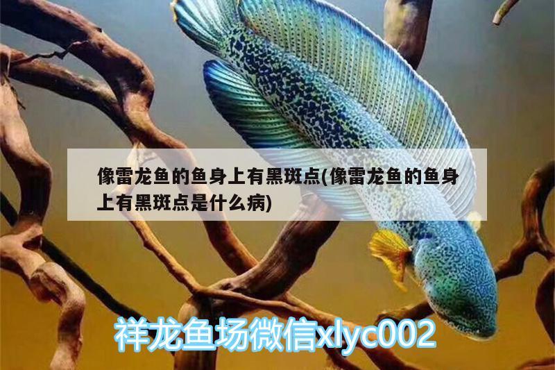 像雷龍魚的魚身上有黑斑點(diǎn)(像雷龍魚的魚身上有黑斑點(diǎn)是什么病)