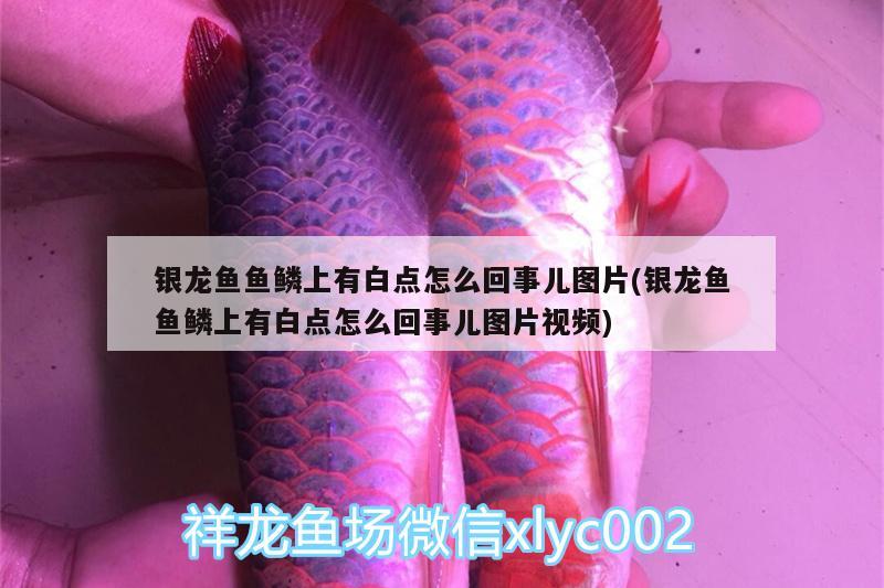 銀龍魚魚鱗上有白點(diǎn)怎么回事兒圖片(銀龍魚魚鱗上有白點(diǎn)怎么回事兒圖片視頻) 銀龍魚