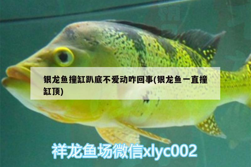 銀龍魚撞缸趴底不愛動咋回事(銀龍魚一直撞缸頂) 銀龍魚