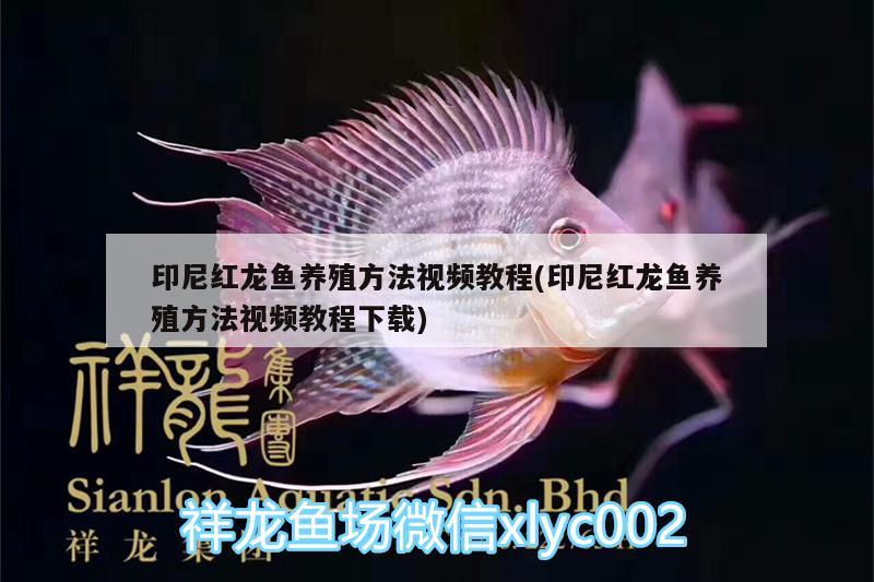 印尼紅龍魚養(yǎng)殖方法視頻教程(印尼紅龍魚養(yǎng)殖方法視頻教程下載) 印尼紅龍魚