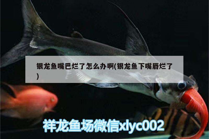 銀龍魚嘴巴爛了怎么辦啊(銀龍魚下嘴唇爛了) 銀龍魚百科