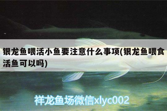 銀龍魚喂活小魚要注意什么事項(銀龍魚喂食活魚可以嗎)