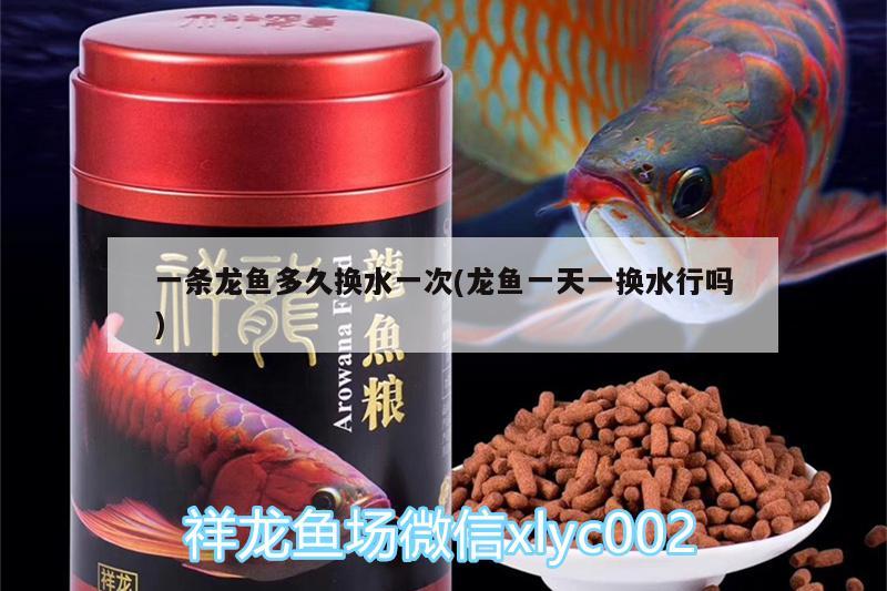 一條龍魚(yú)多久換水一次(龍魚(yú)一天一換水行嗎) 大湖紅龍魚(yú)