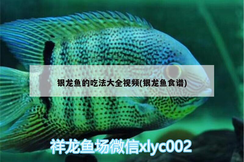 銀龍魚(yú)的吃法大全視頻(銀龍魚(yú)食譜) 銀龍魚(yú)百科