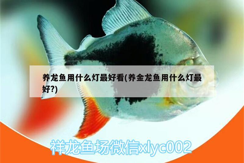 養(yǎng)龍魚用什么燈最好看(養(yǎng)金龍魚用什么燈最好?) 狗仔（招財貓)魚苗