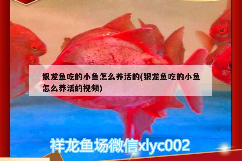 銀龍魚吃的小魚怎么養(yǎng)活的(銀龍魚吃的小魚怎么養(yǎng)活的視頻) 銀龍魚