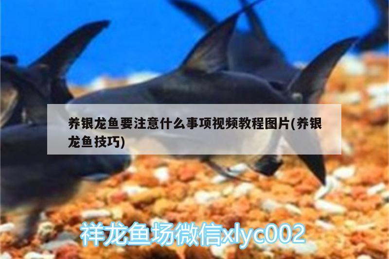 養(yǎng)銀龍魚要注意什么事項視頻教程圖片(養(yǎng)銀龍魚技巧) 銀龍魚百科