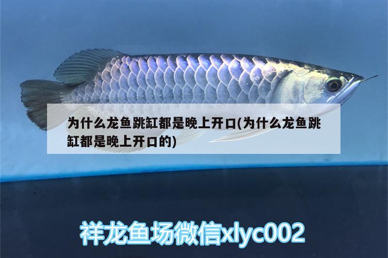 為什么龍魚跳缸都是晚上開口(為什么龍魚跳缸都是晚上開口的) 魚缸/水族箱