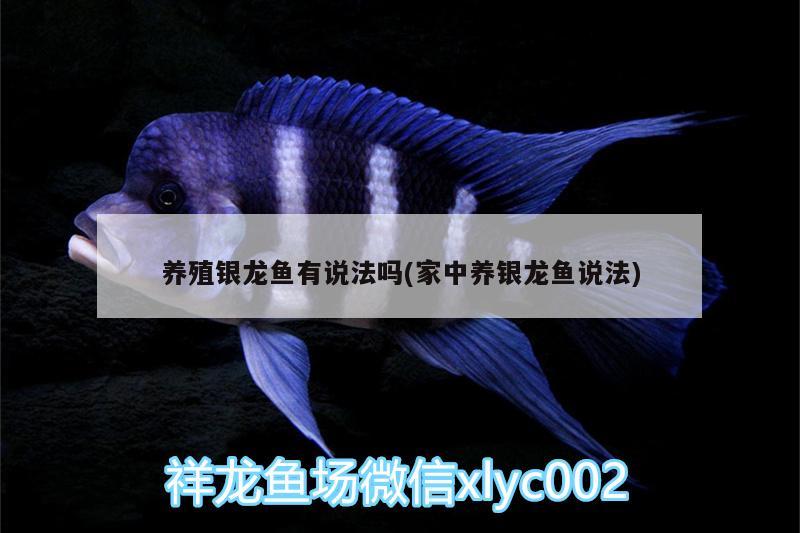 養(yǎng)殖銀龍魚有說法嗎(家中養(yǎng)銀龍魚說法) 銀龍魚百科