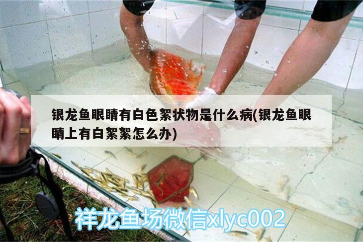 銀龍魚眼睛有白色絮狀物是什么病(銀龍魚眼睛上有白絮絮怎么辦) 銀龍魚