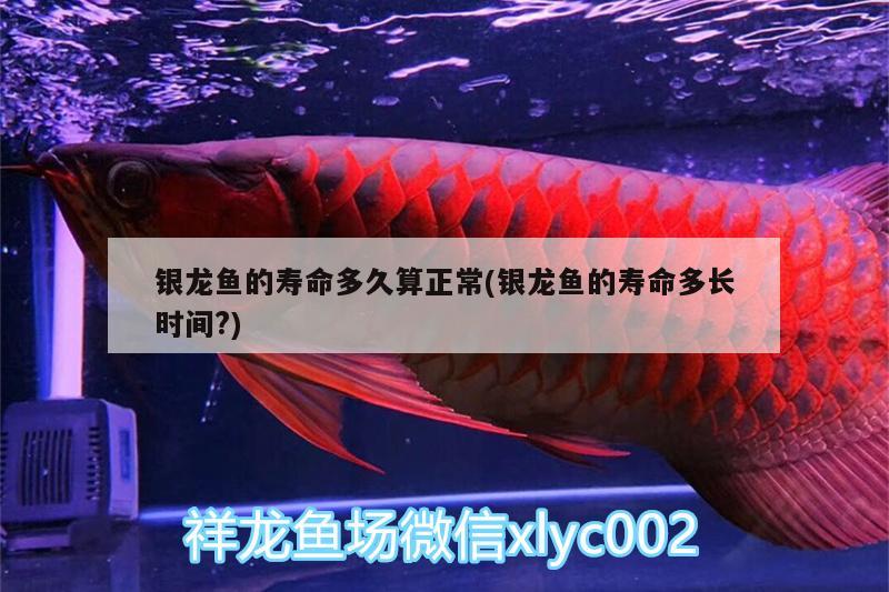 銀龍魚的壽命多久算正常(銀龍魚的壽命多長(zhǎng)時(shí)間?)