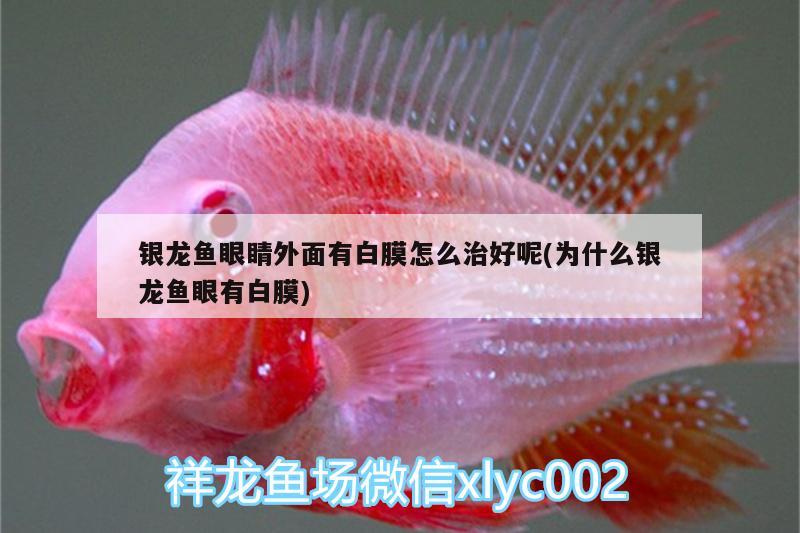 銀龍魚眼睛外面有白膜怎么治好呢(為什么銀龍魚眼有白膜) 銀龍魚