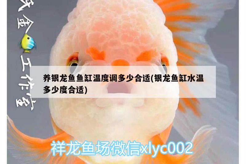 養(yǎng)銀龍魚(yú)魚(yú)缸溫度調(diào)多少合適(銀龍魚(yú)缸水溫多少度合適) 銀龍魚(yú)