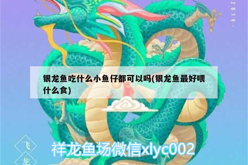 銀龍魚(yú)吃什么小魚(yú)仔都可以嗎(銀龍魚(yú)最好喂什么食) 銀龍魚(yú)百科