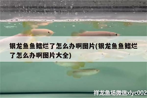 銀龍魚魚鰭爛了怎么辦啊圖片(銀龍魚魚鰭爛了怎么辦啊圖片大全) 銀龍魚