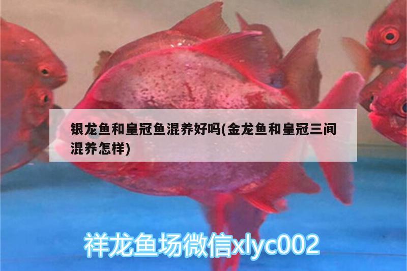 銀龍魚和皇冠魚混養(yǎng)好嗎(金龍魚和皇冠三間混養(yǎng)怎樣) 銀龍魚