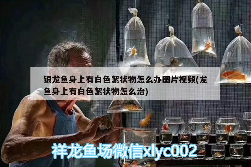 銀龍魚身上有白色絮狀物怎么辦圖片視頻(龍魚身上有白色絮狀物怎么治)