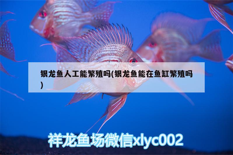 銀龍魚人工能繁殖嗎(銀龍魚能在魚缸繁殖嗎) 銀龍魚百科 第2張