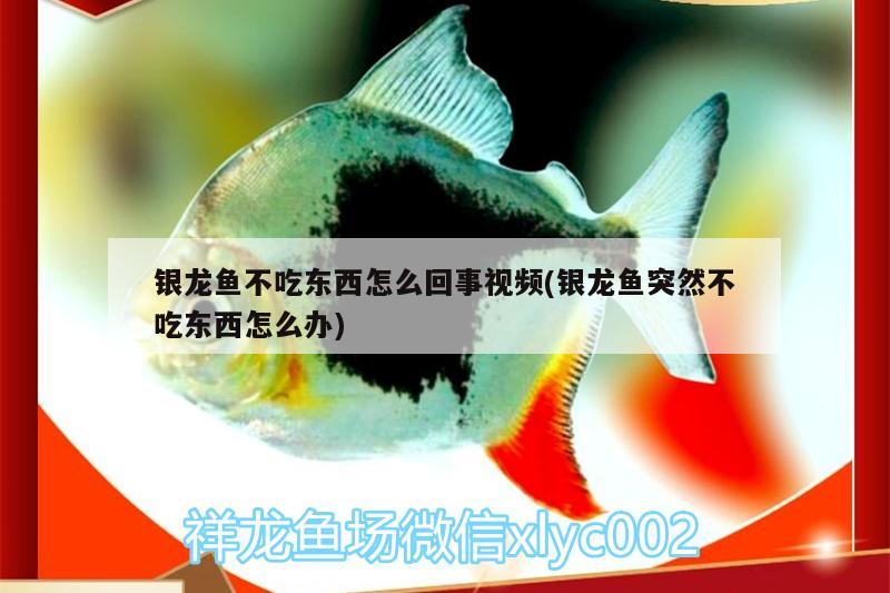 銀龍魚(yú)不吃東西怎么回事視頻(銀龍魚(yú)突然不吃東西怎么辦) 銀龍魚(yú)