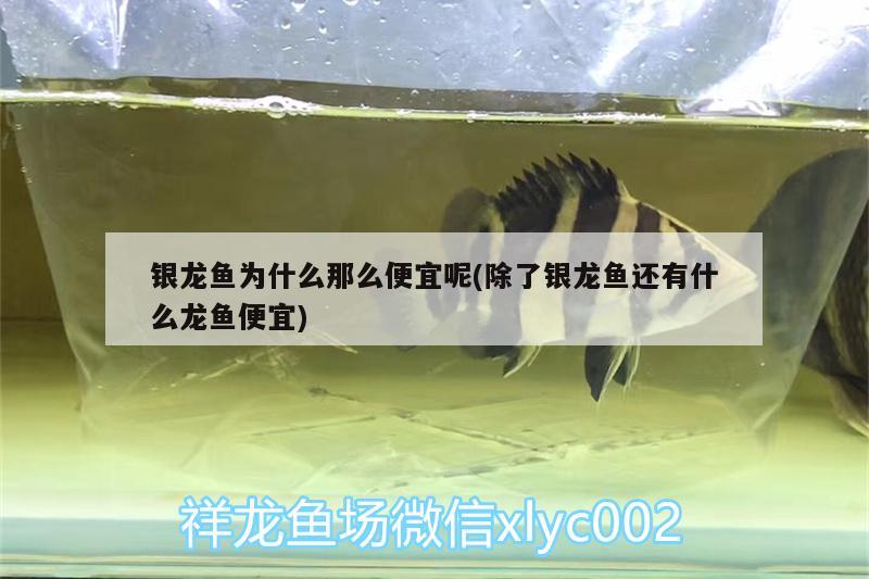 銀龍魚為什么那么便宜呢(除了銀龍魚還有什么龍魚便宜) 銀龍魚