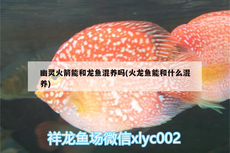 幽靈火箭能和龍魚混養(yǎng)嗎(火龍魚能和什么混養(yǎng))