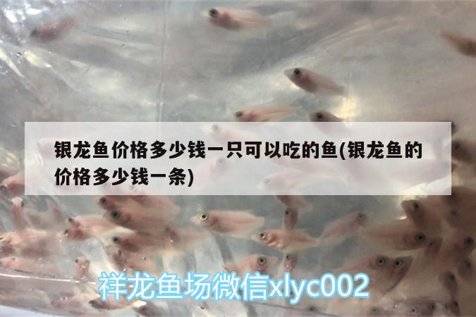 銀龍魚價格多少錢一只可以吃的魚(銀龍魚的價格多少錢一條)