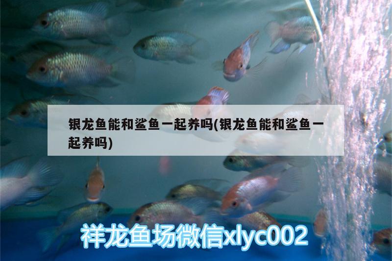 銀龍魚(yú)能和鯊魚(yú)一起養(yǎng)嗎(銀龍魚(yú)能和鯊魚(yú)一起養(yǎng)嗎) 銀龍魚(yú)