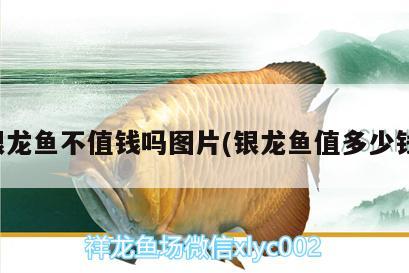 銀龍魚不值錢嗎圖片(銀龍魚值多少錢) 銀龍魚