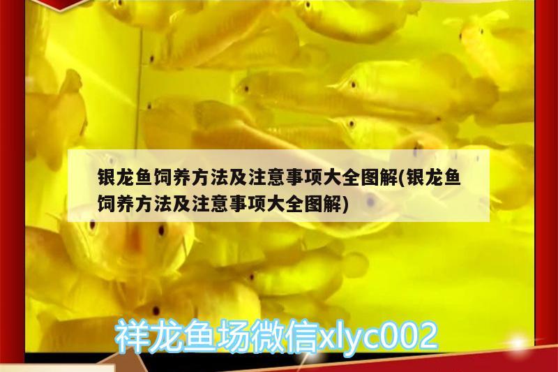 銀龍魚(yú)飼養(yǎng)方法及注意事項(xiàng)大全圖解(銀龍魚(yú)飼養(yǎng)方法及注意事項(xiàng)大全圖解) 銀龍魚(yú)百科