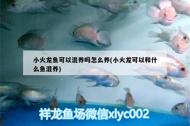 小火龍魚可以混養(yǎng)嗎怎么養(yǎng)(小火龍可以和什么魚混養(yǎng))