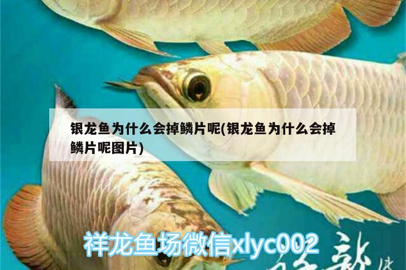 銀龍魚(yú)為什么會(huì)掉鱗片呢(銀龍魚(yú)為什么會(huì)掉鱗片呢圖片)