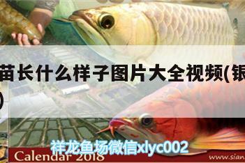 銀龍魚苗長(zhǎng)什么樣子圖片大全視頻(銀龍魚苗多少錢)