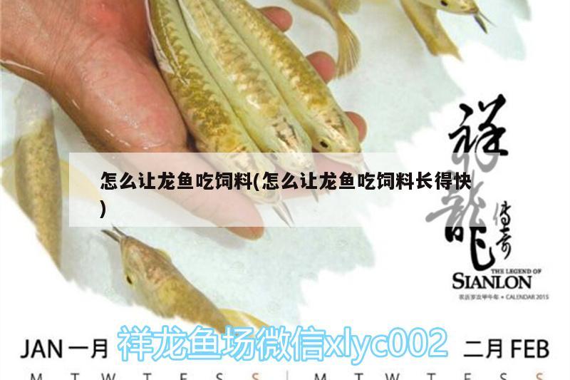 怎么讓龍魚吃飼料(怎么讓龍魚吃飼料長得快)